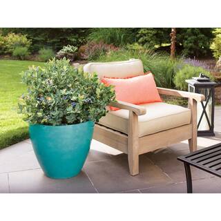 BUSHEL AND BERRY 2 Gal. Bushel and Berry Pink Icing Blueberry Live Plant with Large Robust Flavored Berries O892702