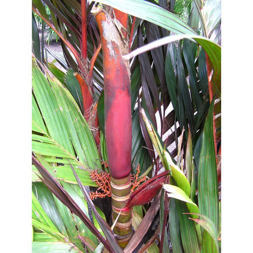 Wekiva Foliage Maroon Crownshaft Palm Tree - Live Plant in a 4 in. Pot - Areca Vestiaria - Rare Ornamental Palms from Florida EQ-9A55-56MQ