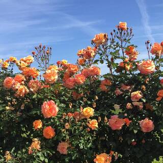 MY CLIMBING 3 Gal. Tangerine Skies Climing Rose with Dark Coral-Orange Flowers 17572