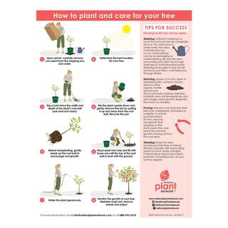 national PLANT NETWORK 1 Gal. Olive Tree in Grower Container (1-Piece) HD1444