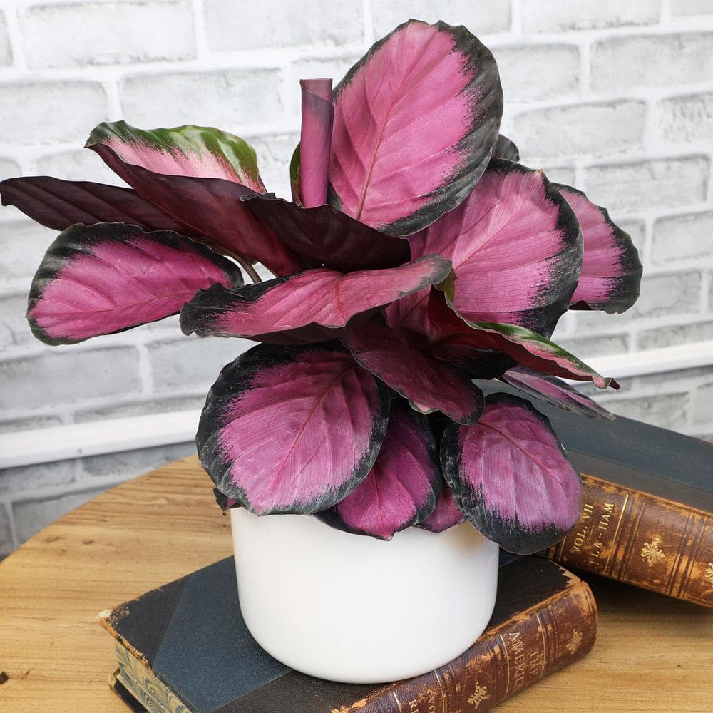 ALTMAN PLANTS 6 in. Calathea Roseopicta Rose Painted Calathea Live Purple House Plant Pot 0872990