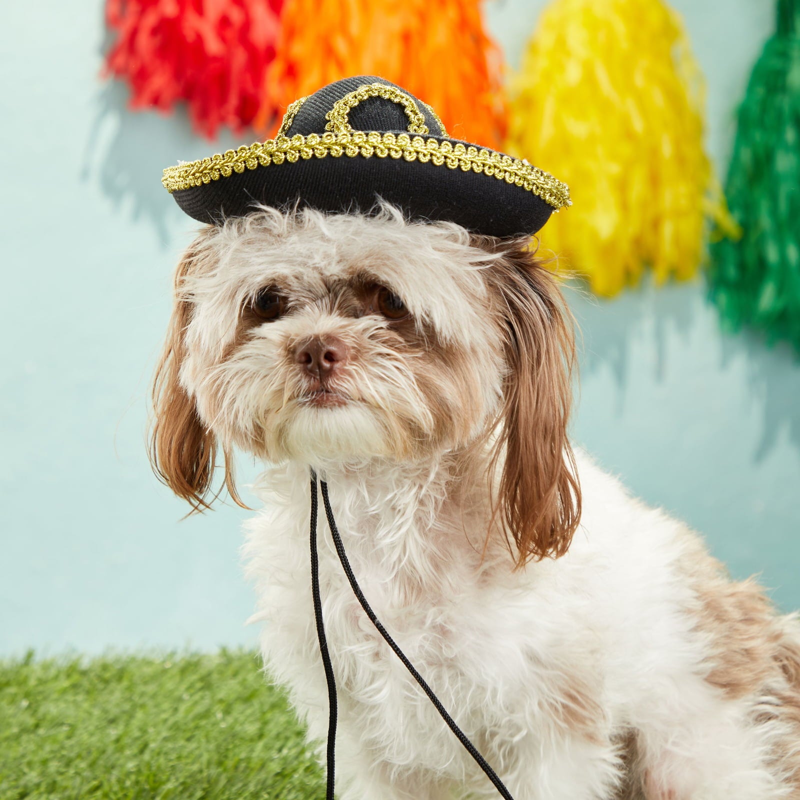 Mini Dog Puppy Sombrero Party Hat for Pet and Cinco De Mayo Party， Black， Size Small