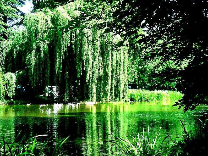 One (1) Weeping Willow Tree Cutting- Thick Healthy Root Stock - Beautiful Arching Canopy - Memorial Tree - Wedding Tree - Gift