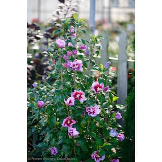 PROVEN WINNERS 4.5 in. Qt. Purple Pillar Rose of Sharon (Hibiscus) Live Shrub Purple Flowers HIBPRC2407800