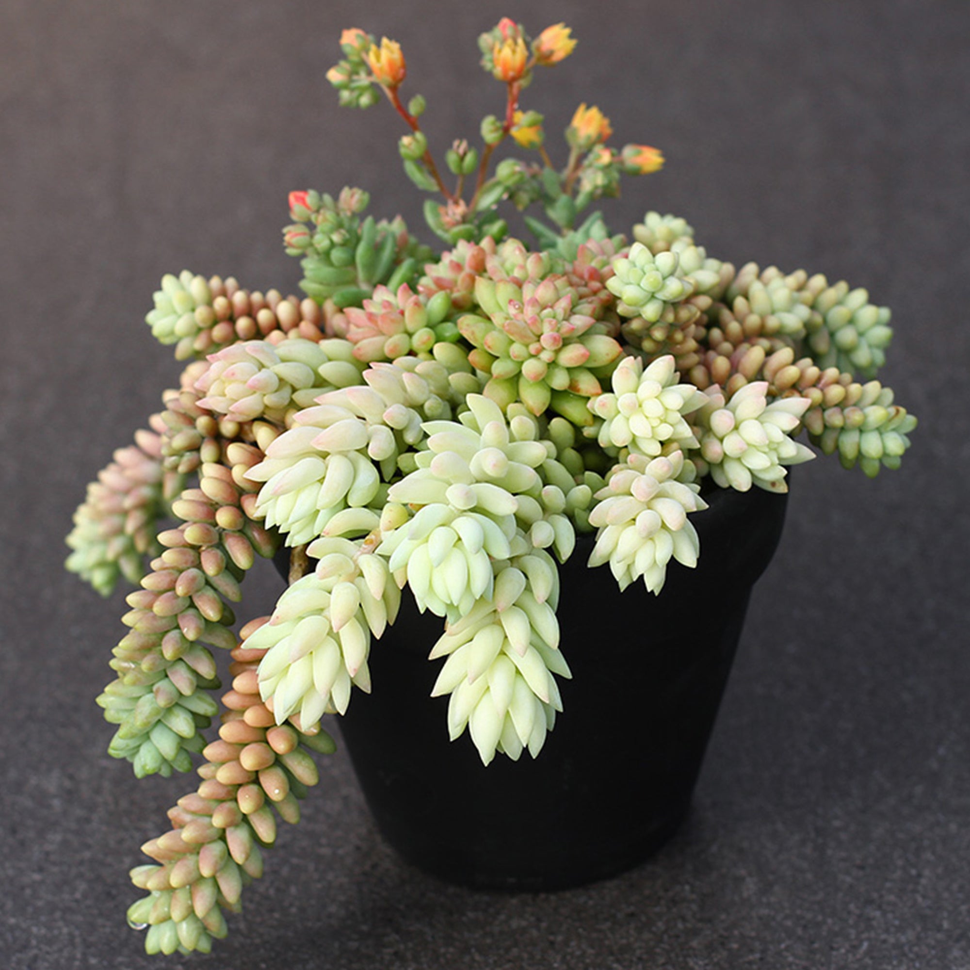 Burro's Tail Succulents Plants， Sedum Morganianum Donkey's Tail Fully Rooted in 2 inch Pots Live Potted Succulents Indoor Outdoor Decor