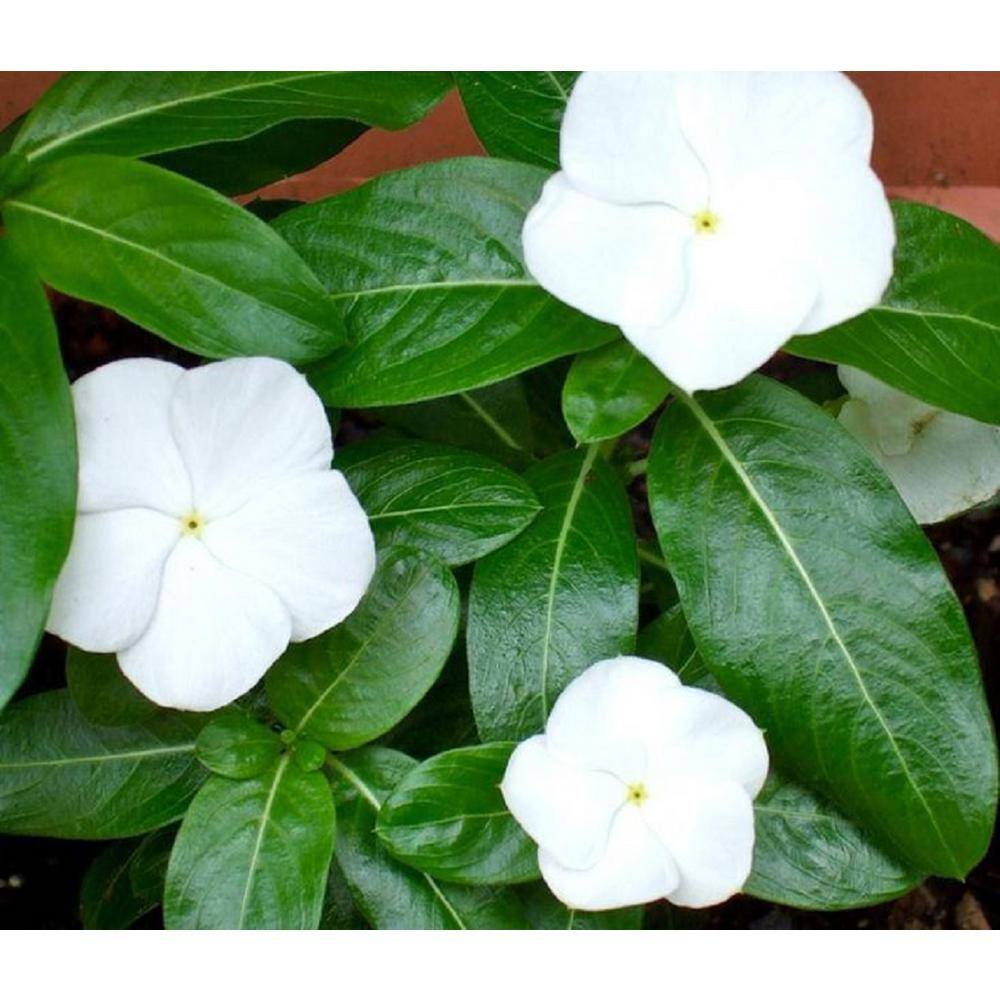 BELL NURSERY 4 in.White Vinca Annual Live Plant White Flowers (Pack of 6) VINCA4WHT6PK