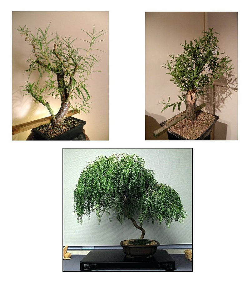 Bonsai Willow Tree Bundle #2 - 3 Rare， Different Willow Bonsai Tree Starts - 1 Dwarf， 1 Globe， 1 Black