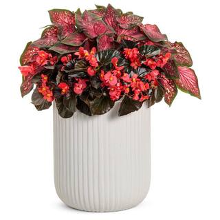 PROVEN WINNERS 1 qt. Caladium 'Scarlet Flame' Annual Live Plant Red and Green Foliage (4-Pack) PWCDM1SFR4PK