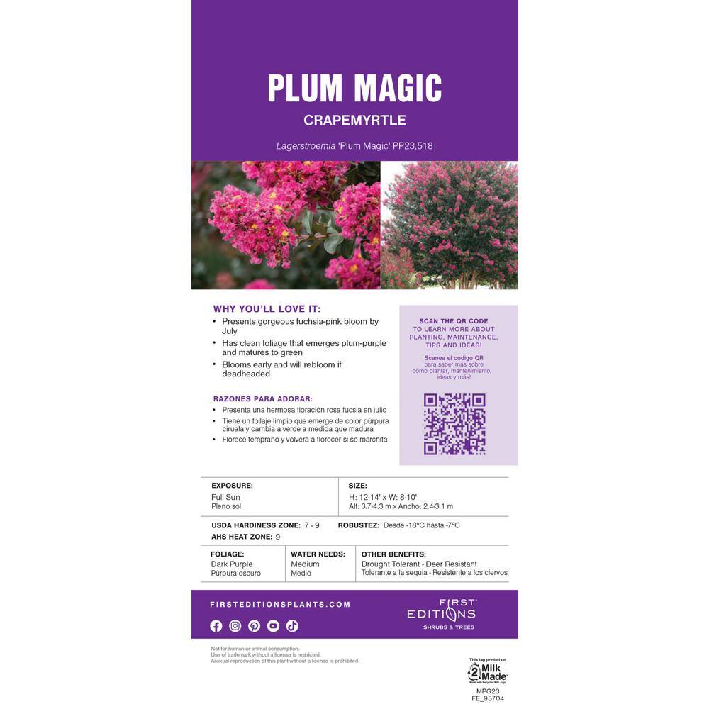 FIRST EDITIONS 3 Gal. Plum Magic Crape Myrtle Flowering Shrub with Fuchsia Pink Flowers CRMPLU03G