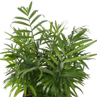 Costa Farms Neanthebella Indoor Palm in 6 in. Grower Pot Avg. Shipping Height 1-2 ft. Tall 6NEAN