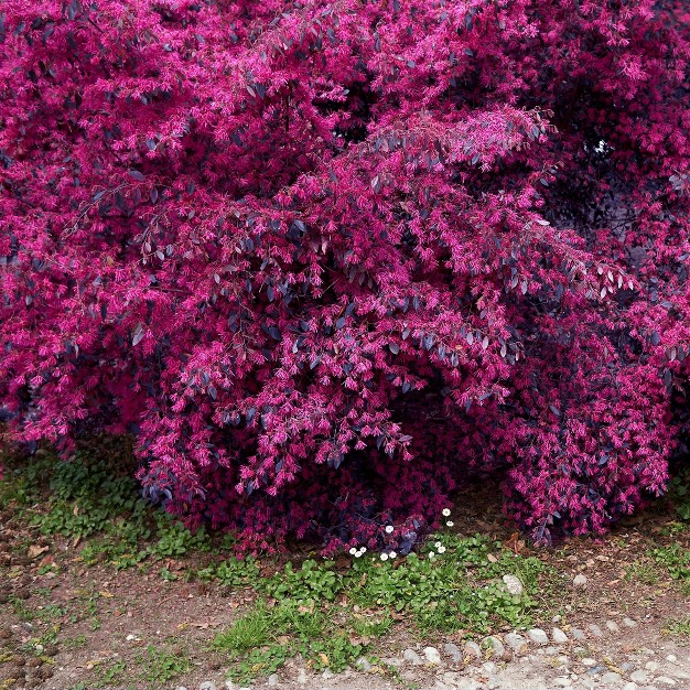 2gal Red Chocolate Loropetalum Plant With Red Blooms - National Plant Network