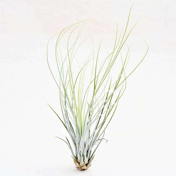 Air Plant, Tillandsia juncifolia (Medium) - Plant