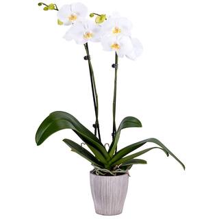 DecoBlooms 5 in. Orchid White in Container DB8984