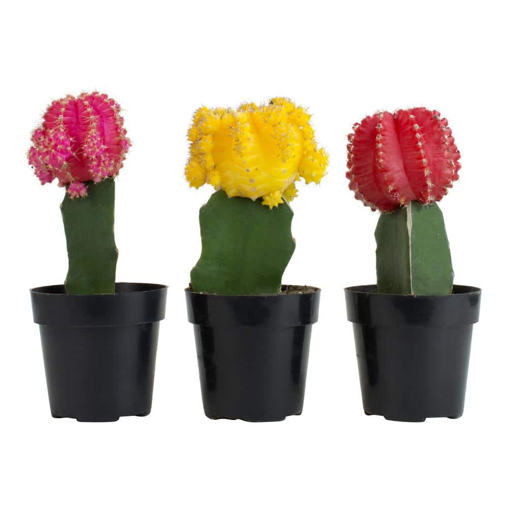 SMART PLANET 2.5 in. Assorted Grafted Cactus (3-Pack) 0881022