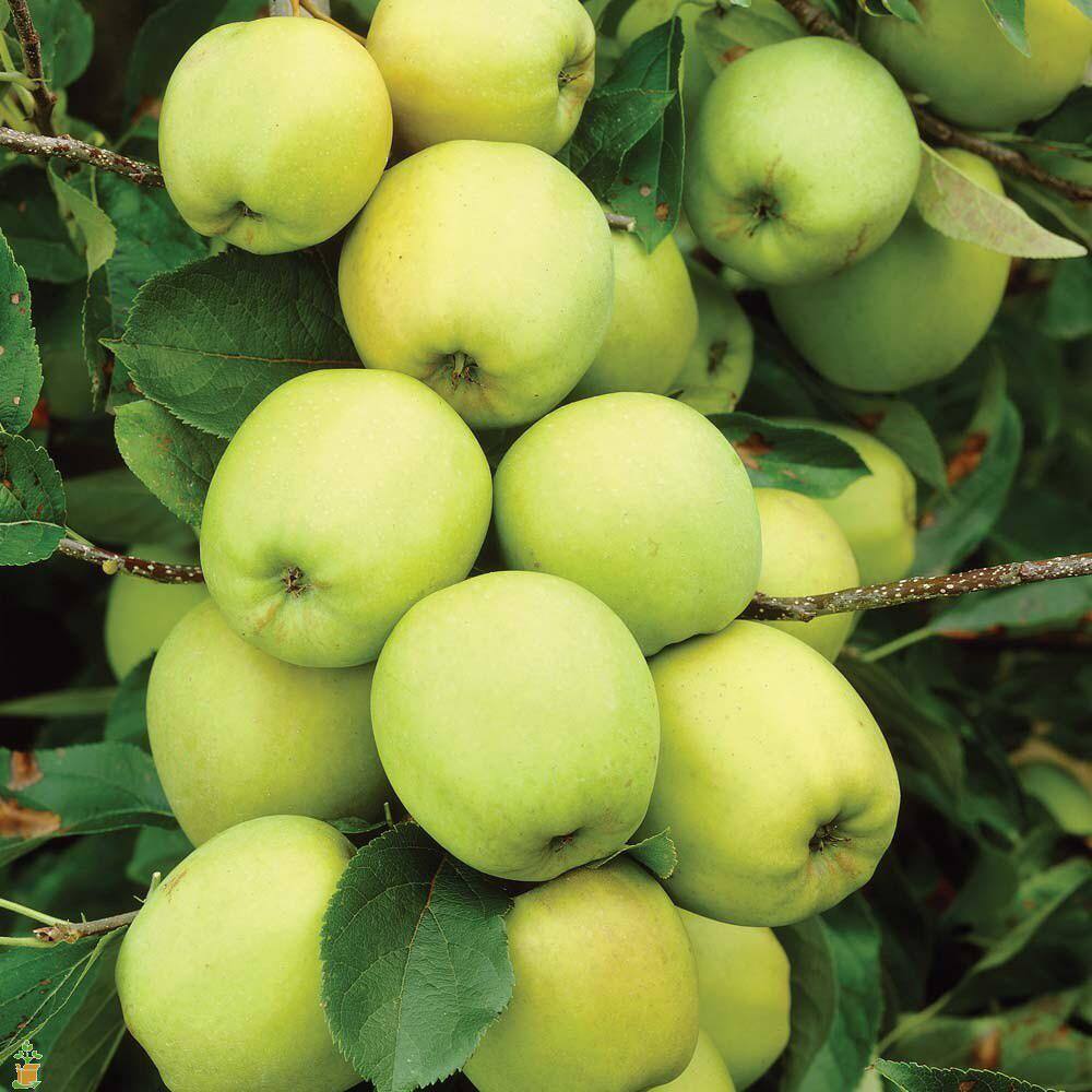 Online Orchards 3 ft. Golden Delicious Apple Tree with Honeyed Sweet Light Gold Fruit FTAP208