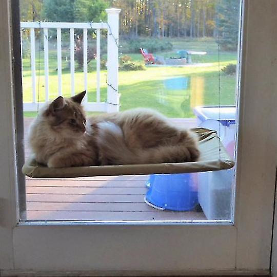 Cat Window Hammock Cat Window Mounted Safety Cat Resting Shelf Sunny Seat