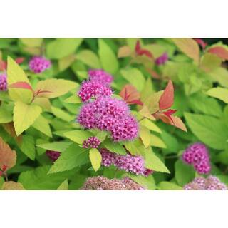 PROVEN WINNERS 2 Gal. Double Play Candy Corn Spirea Shrub with Purple Flowers 16870