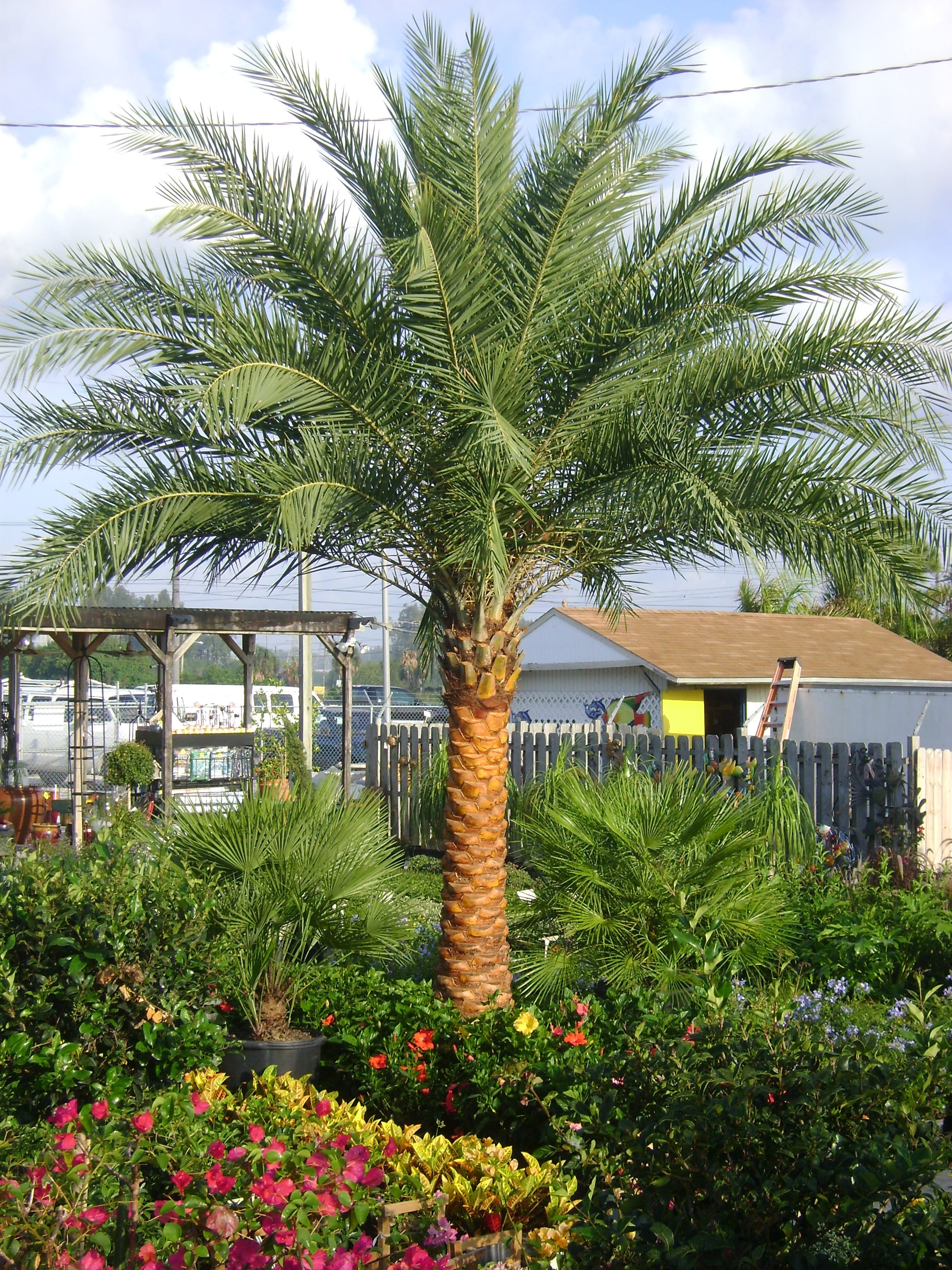 Sylvester Palm - Live Plant in a 10 inch Growers Pot - Phoenix Sylvestris- Hardy Palms from Florida