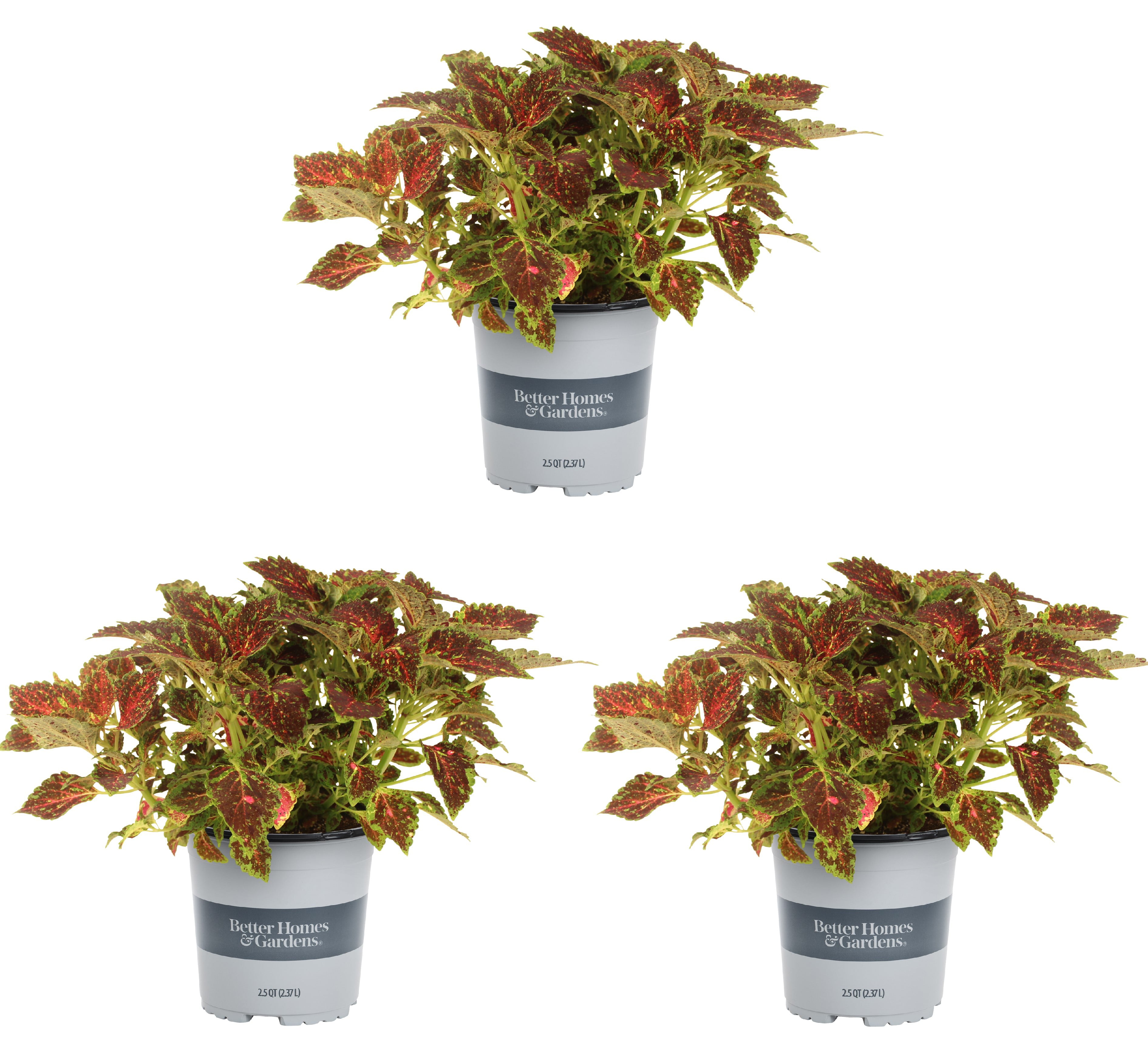 Better Homes and Gardens Coleus 2.5QT Multi-color Live Plants (3 Pack) with Grower Pots