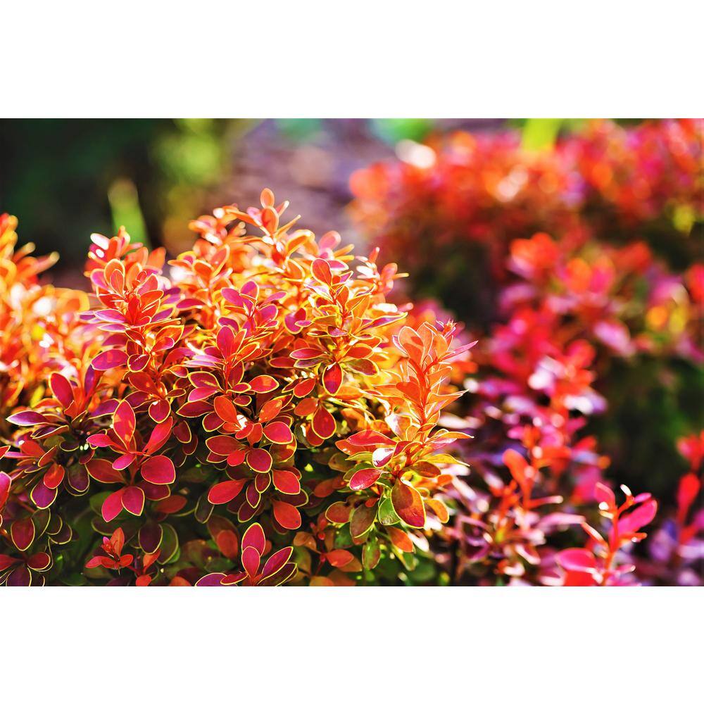 Online Orchards 1 Gal. Admiration Barberry Shrub with Bright Red Leaves Trimmed in Neon Yellow SBBB005