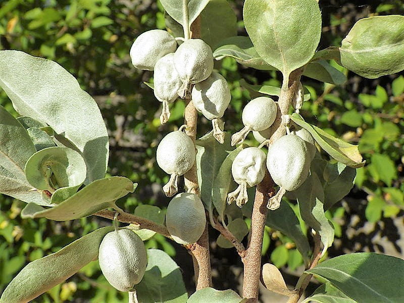 10 AMERICAN SILVERBERRY Elaeagnus Commutata aka Wolf Willow Wolfberry Wild Olive Berry Fruit Shrub Seeds