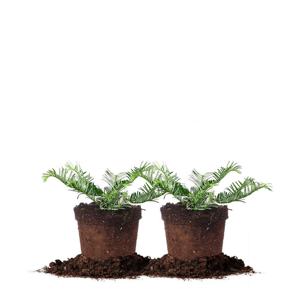 1 Gal. Spreading Yew Shrub (2-Pack) THD00016