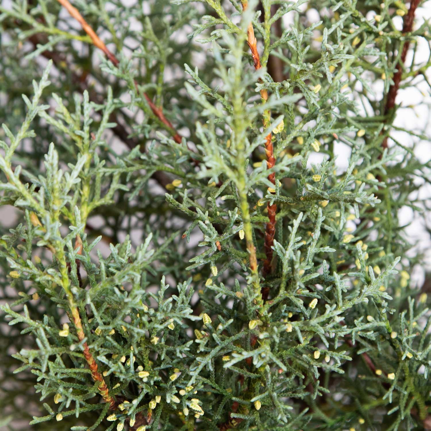 Carolina Sapphire Arizona Cypress (2.5 Gallon) Evergreen Tree with Blue-Grey Foliage - Full Sun Live Outdoor Flowering Plant