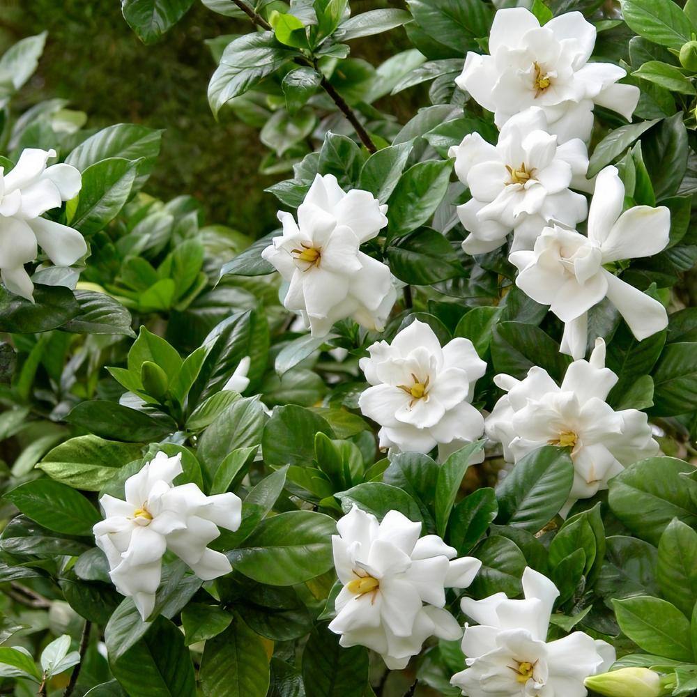 national PLANT NETWORK 2.5 qt. Gardenia August Beauty Flowering Shrub with White Blooms HD7124