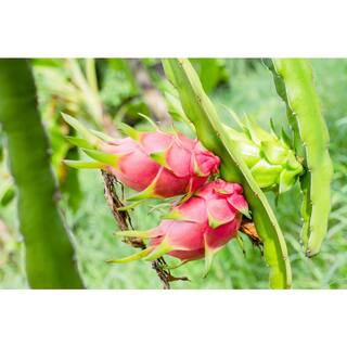 Wekiva Foliage Dragon Fruit Tree - Live Plant in a 6 in. Pot - Hylocereous Undatus - Edible Tropical Fruit Plant from Florida E1-2RBA-G5JJ