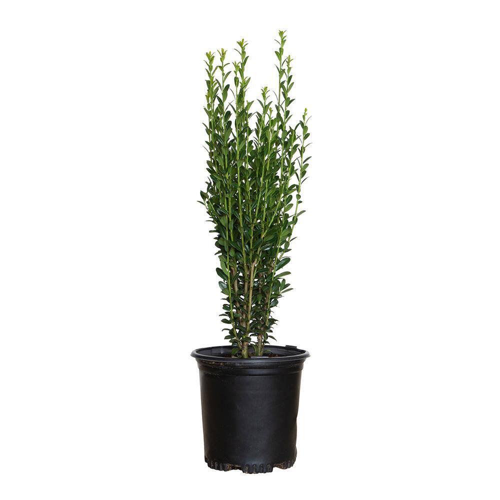 FLOWERWOOD 2.5 Qt. Sky Pencil Japanese Holly(Ilex) Live Shrub Upright Growth Habit 3120Q