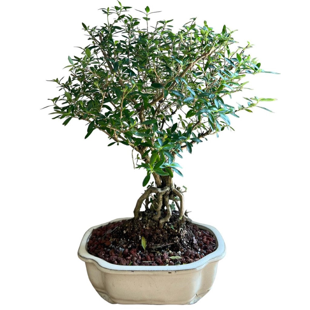 Bonsai Serissa Japonica (Live Plant) Indoor/Outdoor Plant