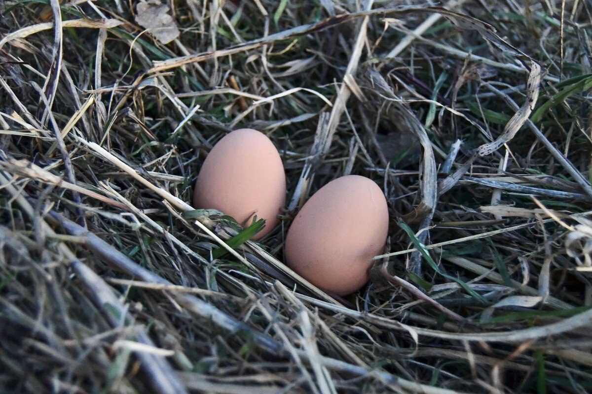 My Favorite Chicken Rubber Nest Eggs， 2 count， Brown