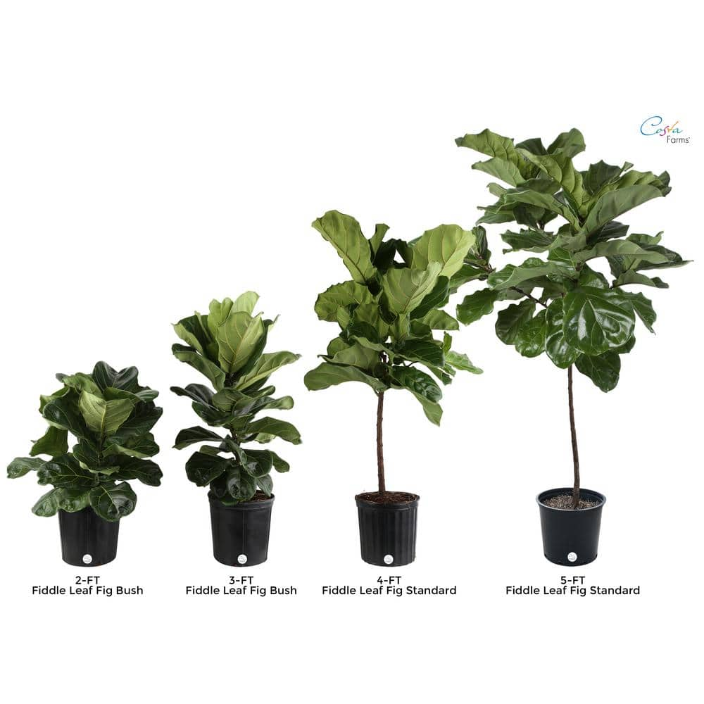 Costa Farms Fiddle Leaf Fig Indoor Plant in 10 in. Black Grower Pot Avg. Shipping Height 1-2 ft. Tall 10PAN