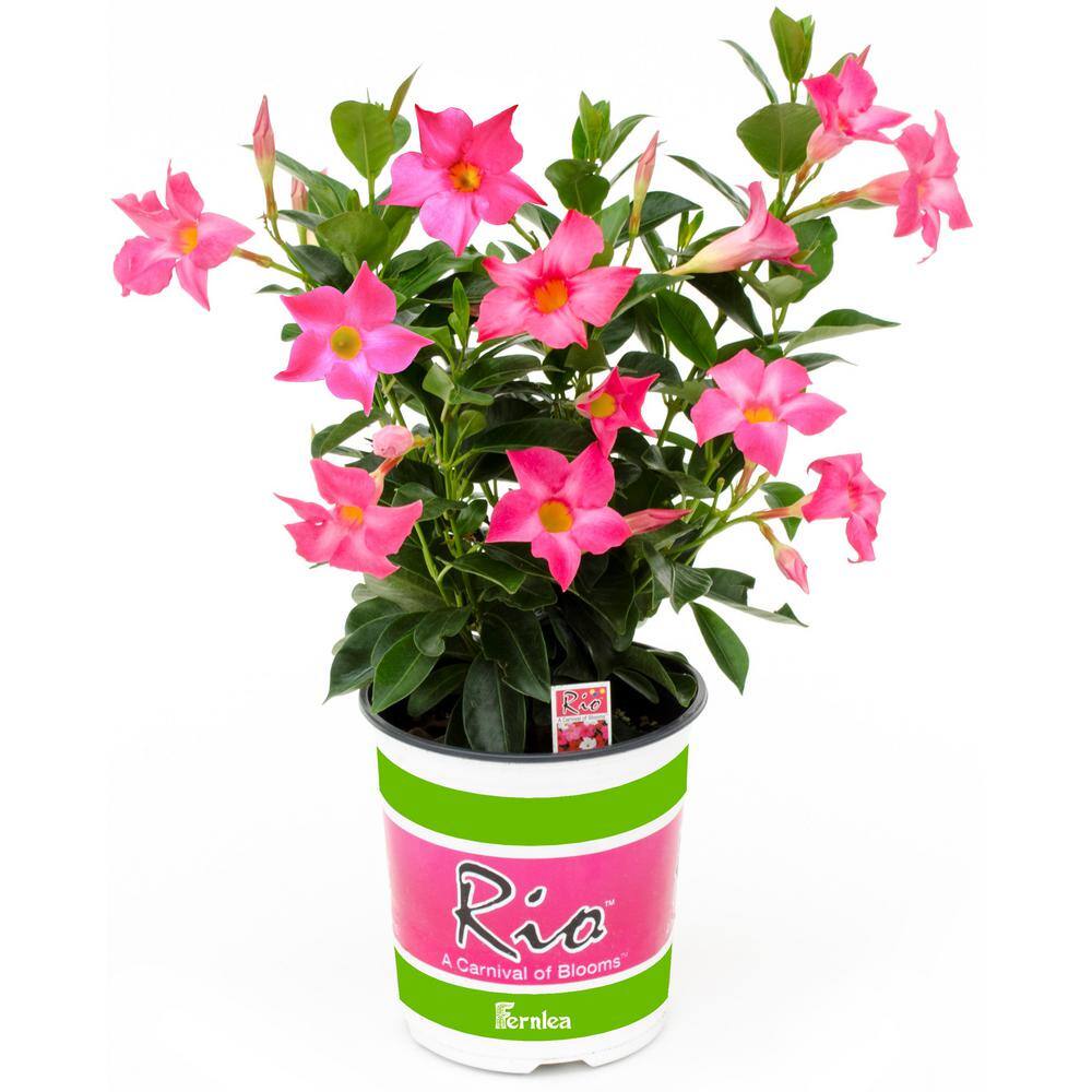 Rio 2 Qt. Dipladenia Flowering Annual Shrub with Pink Blooms 1004124256