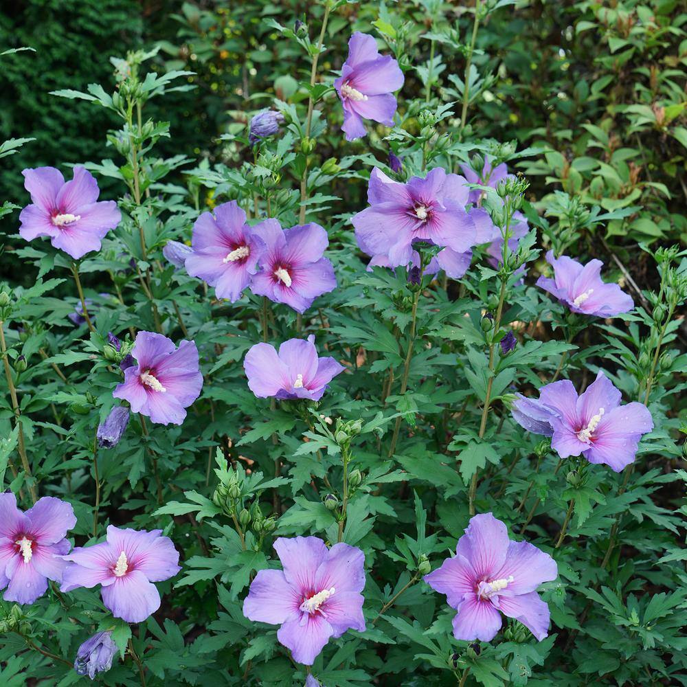 PROVEN WINNERS 2 Gal. Paraplu Violet Rose of Sharon (Hibiscus) Shrub with Blue-Violet Flowers 16613