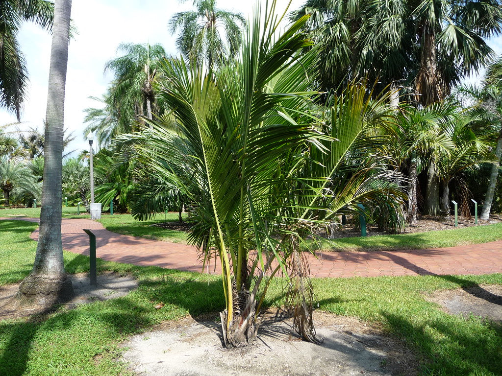 High Plateau Coconut Palm - Live Plant in a 3 Gallon Pot - Beccariophoenix Alfredii - Extremely Rare Ornamental Cold Hardy Coconut Palm