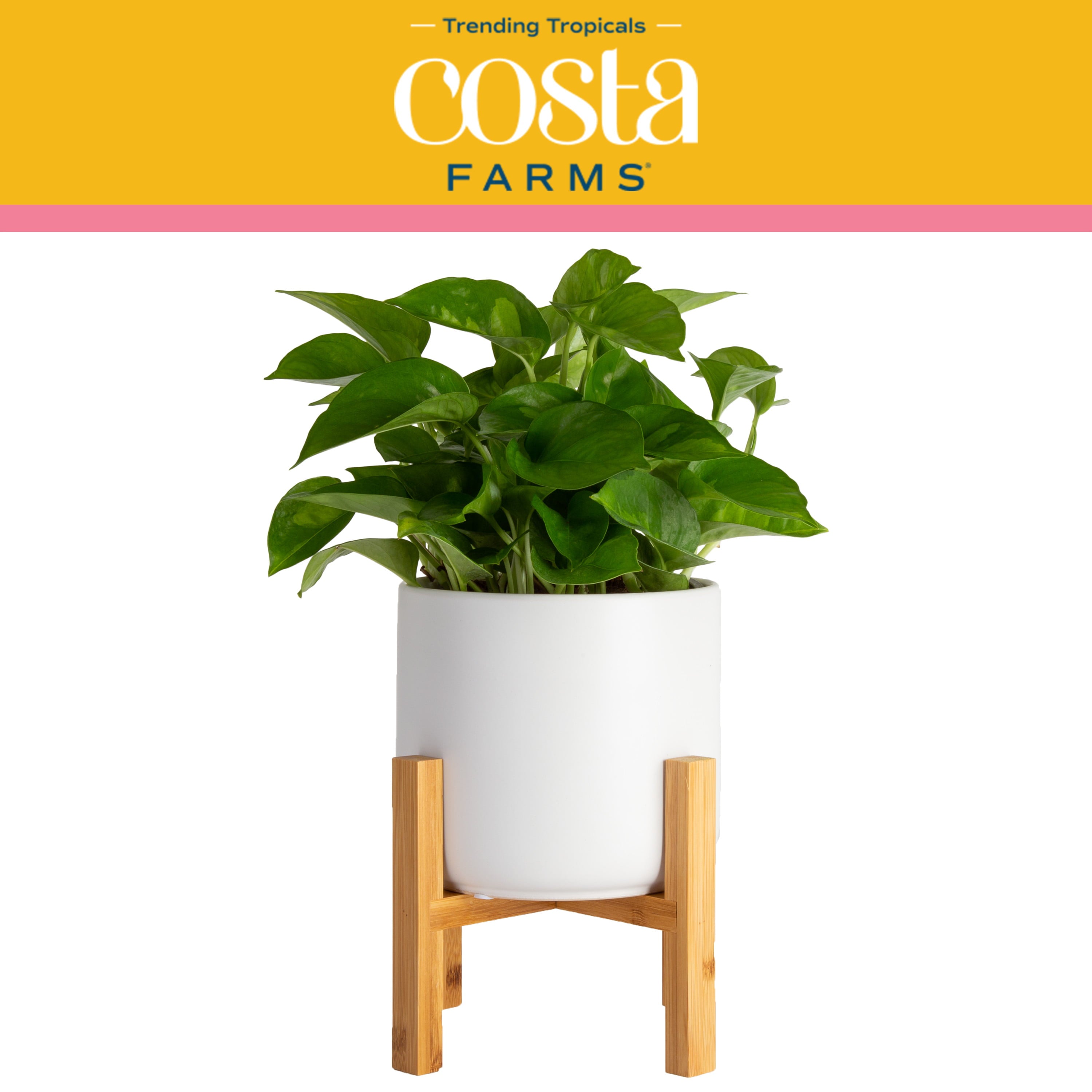 Costa Farms Trending Tropicals Live Indoor 12in. Tall Green Global Green Pothos; Medium， Indirect Light Plant in 6in. Mid-Century Modern Planter