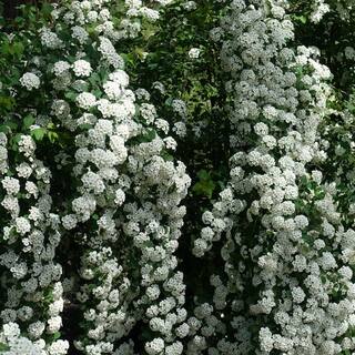 national PLANT NETWORK 2.25 Gal. Spirea Reeves Flowering Shrub with White Blooms HD7168