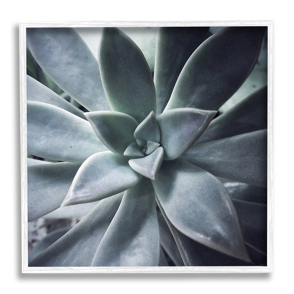 Stupell Succulent Plant Photography Framed Giclee Art by Jessica Manelis