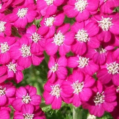 Classy Groundcovers - Fragrant Plants for Sun: 25 Achillea 'Oertel's Rose'， 25 Dianthus 'Fire Witch'， 25 Echinacea 'White Swan'， 25 Thymus 'Pink Chintz'， 25 Hemerocallis 'Stella de Oro'