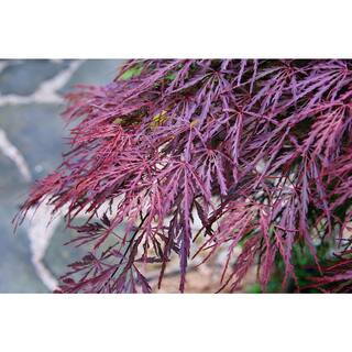 Online Orchards 2 Gal. Crimson Queen Dwarf Japanese Maple Tree with Cascading branches and Deep Crimson Color SBAP202