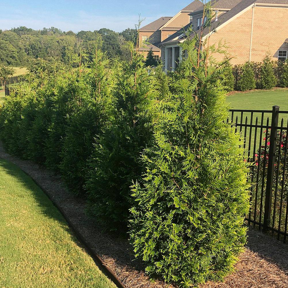 2.25 Gal. Arborvitae Green Giant Shrub with Green Foliage 14037