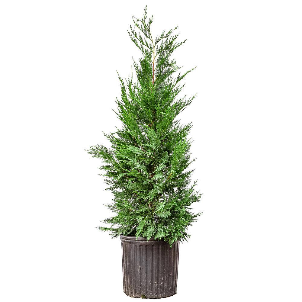 Perfect Plants 2 ft. to 3 ft. Tall Leyland Cypress Tree in Growers Pot Perfect for Natural Privacy THD00527