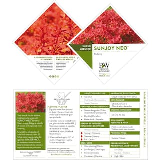 PROVEN WINNERS 2 Gal. Sunjoy Neo Barberry Shrub with Orange Foliage 17646