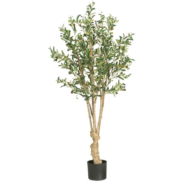 5' Olive Tree w/1380 Lvs