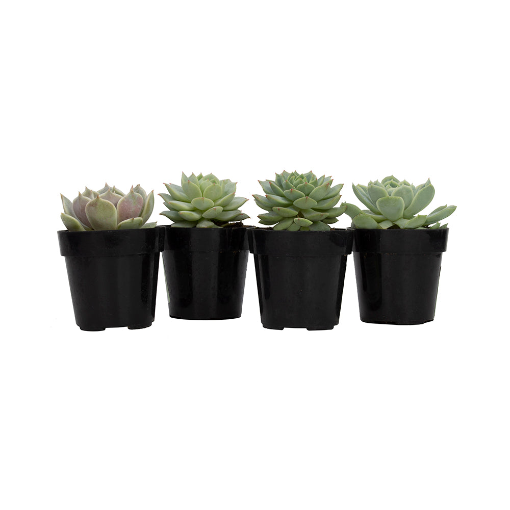 Element by Altman Plants Echeveria Live Succulent， Live Indoor House Plants with Grower Pots ， 2.5 inch ， Pack of 4