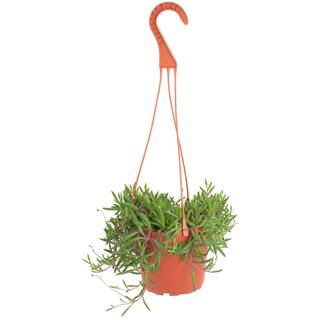 Shop Succulents Ruby Necklace Hanging Succulent Othonna Capensis Fully Rooted Live 6 in. Succulent Plant with Hanger 1-RUBY-6