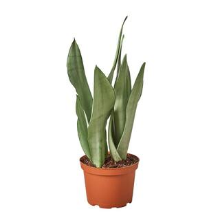 Snake Plant Moonshine Sansevieria Trifasciata Plant in 6 in. Grower Pot 6_SNAKE_MOONSHINE