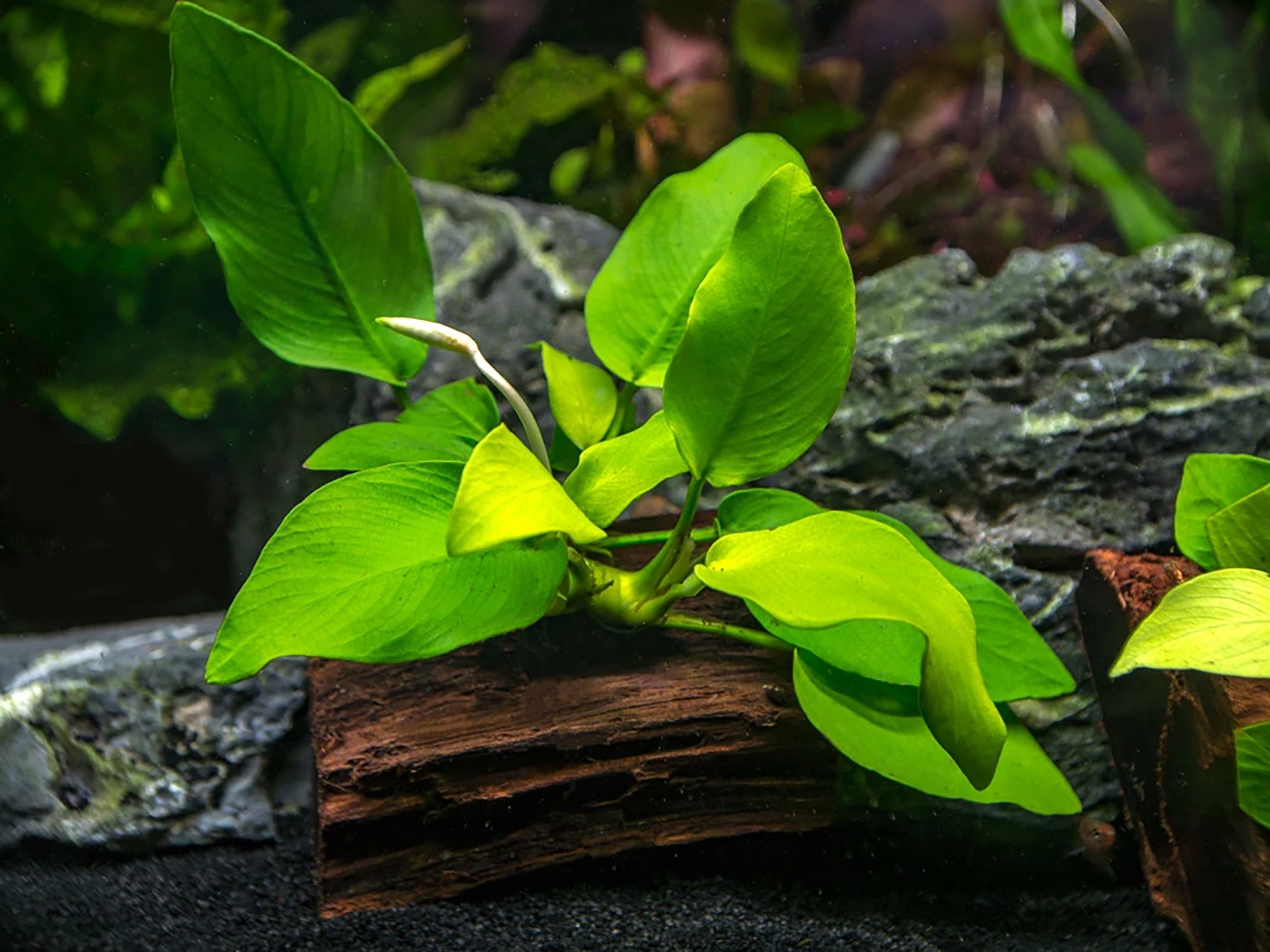 Anubias Barteri (Nana) Bare Root Small Live Aquarium Plants BUY2 GET1 FREE