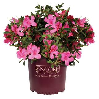 ENCORE AZALEA 2 Gal. Autumn Sangria Shrub with Neon Pink Reblooming Flowers 80412